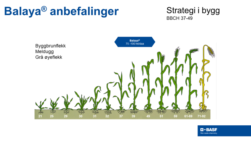 Balaya® anbefalinger - T1